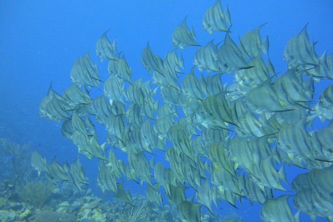 Advanced PADI Diving Course - Participation Requirements