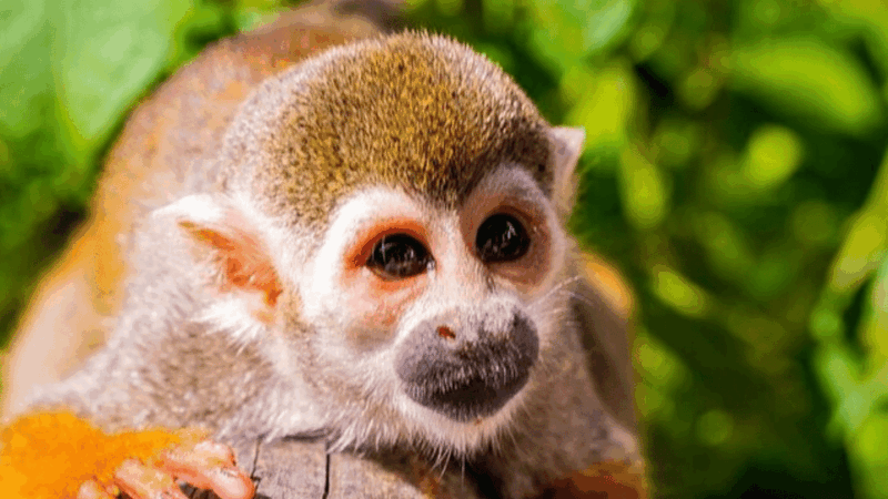 Adventure at Monkey Land Tours Punta Cana Safari With Pickup - Experience Highlights