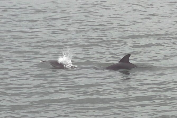 Adventure Boat Tours - One Hour Dolphin/Eco/History/Sightseeing Boat Tour - Accessibility and Transportation Options