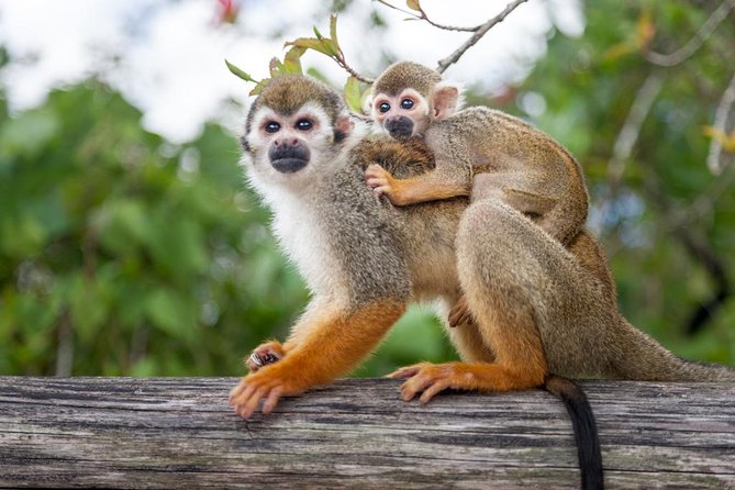Adventure Bundle: Monkeyland, Ziplines & Buggies Punta Cana - Health and Safety