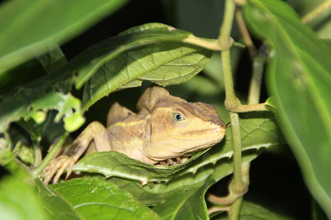 Adventure Canoe Tour in Tortuguero - Highlights of the Tour