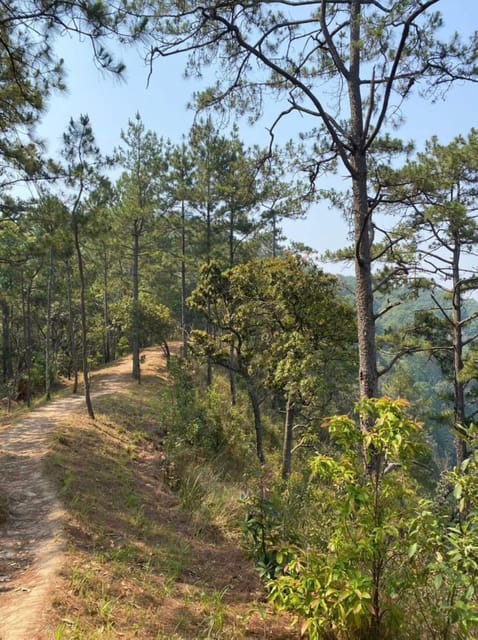 Adventure Hike in Doi Suthep-Pui National Park - Discovering Doi Suthep Temple