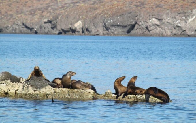 Adventure on Balandra Beach: Sea Lions & Snorkeling Tour - Exploring Balandra Beach