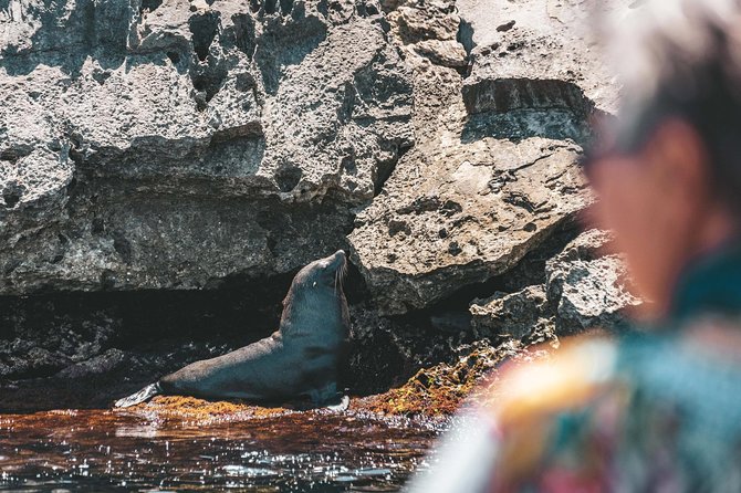 Adventure Rottnest Tour With Ferry & Adventure Cruise - Important Information