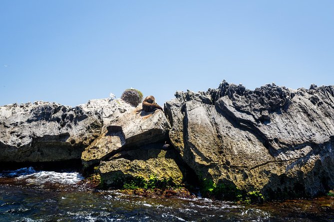 Adventure Rottnest Tour With Ferry & Adventure Cruise - Customer Feedback