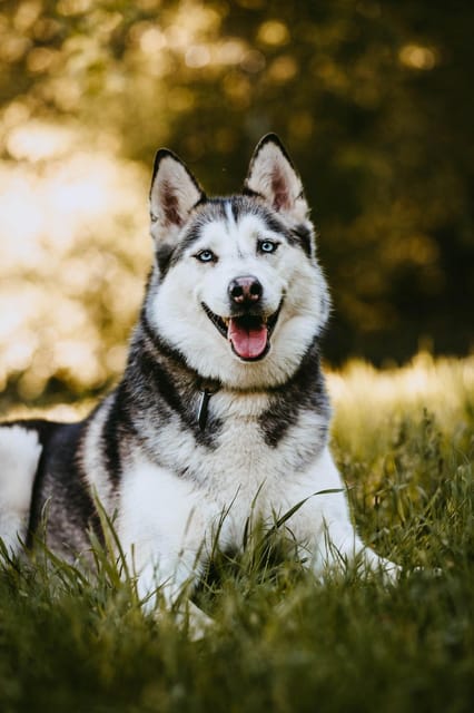 Adventure Tours With Dogs in Beskid Wyspowy - Hike - Educational Opportunities