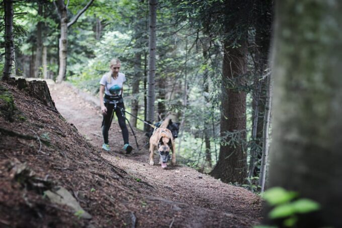 Adventure Tours With Dogs in Beskid Wyspowy - Hike - Inclusions and Requirements