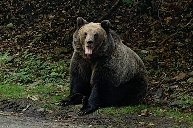 Adventure Trip to Transylvania in 3 Days From Bucharest - Bear Observation at Muntele Tampa