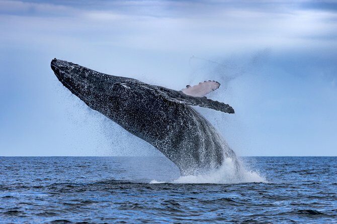 Adventure Whale Watching Tour Mooloolaba - An In-Depth Look at the Tour Experience