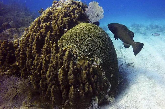 Adventures of the Lost Atlantis Bimini Road - Final Word