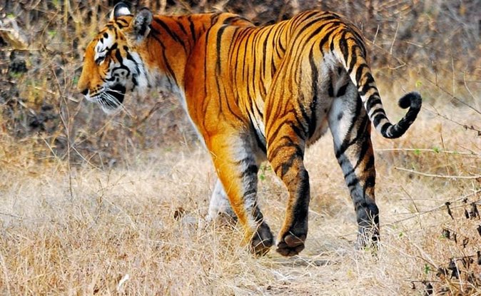 Adventures Ranthambore Wildlife Safari Tour From Delhi With Safari Rides - Included Amenities