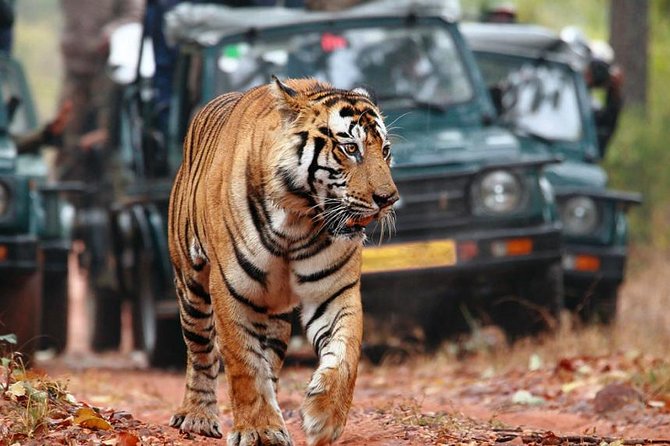 Adventures Ranthambore Wildlife Safari Tour From Delhi With Safari Rides - Photographic Opportunities