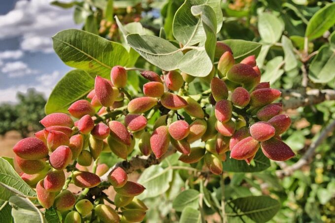 Aegina: Organic Pistachio Orchard Tour With Snacks - History of Aegina Pistachios