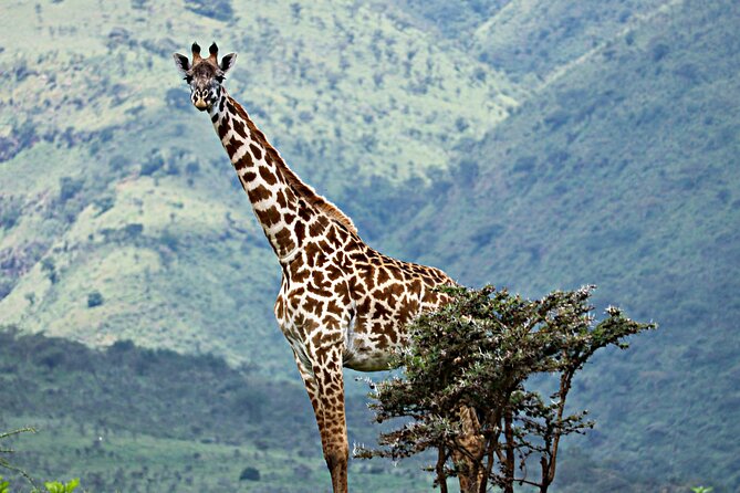 Affordable 4 Days Tanzania Private Mid-range Lodge Safari Tour - Marveling at Ngorongoro Crater