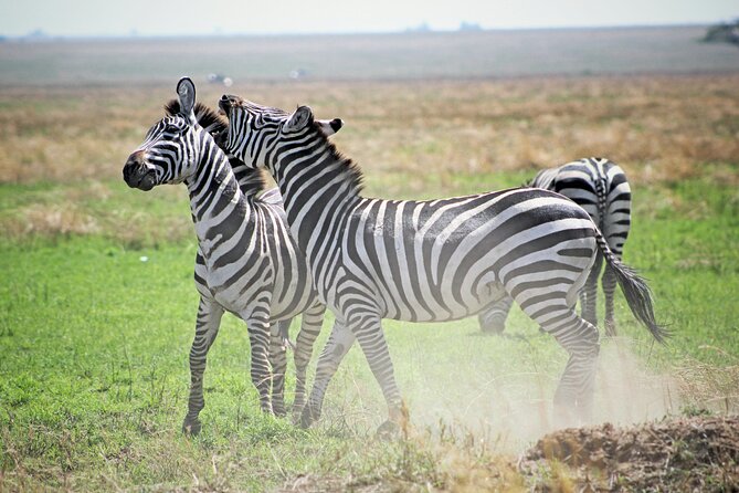 Affordable 4 Days Tanzania Private Mid-range Lodge Safari Tour - Witnessing the Serengeti Migration