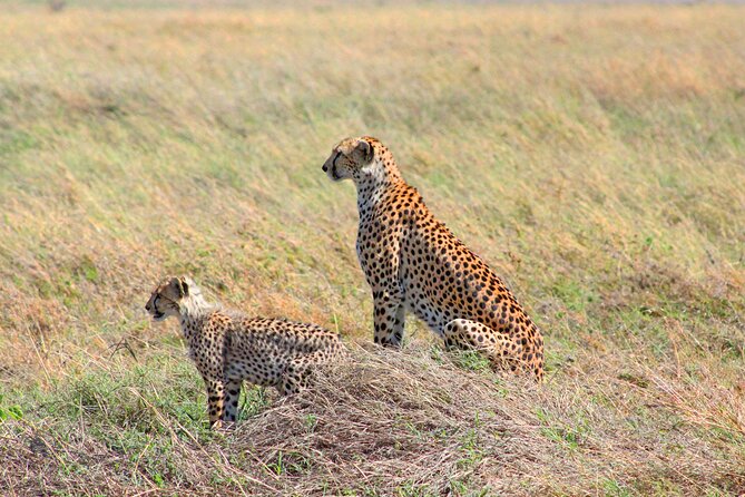 Affordable 4 Days Tanzania Private Mid-range Lodge Safari Tour - Dining and Culinary Experiences