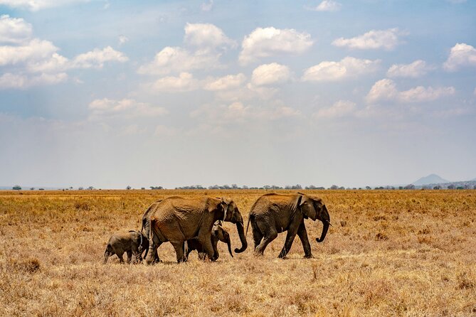 Affordable 4 Days Tanzania Private Mid-range Lodge Safari Tour - Transportation and Logistics