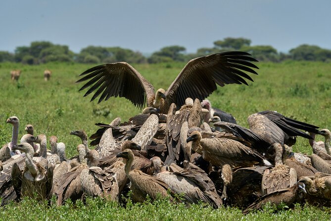 Affordable 4 Days Tanzania Private Mid-range Lodge Safari Tour - Booking and Planning Considerations