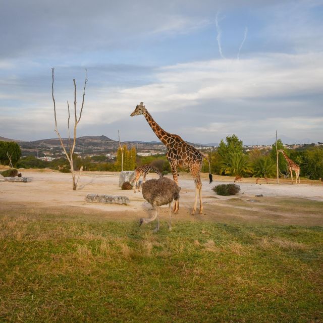 Africam Safari Conservation Park - Included Amenities and Restrictions