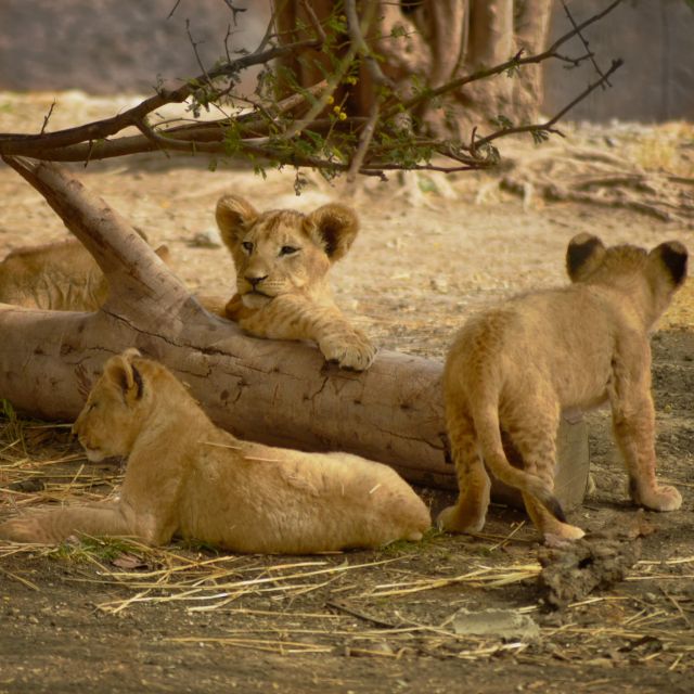 Africam Safari Conservation Park - Visitor Feedback and Ratings