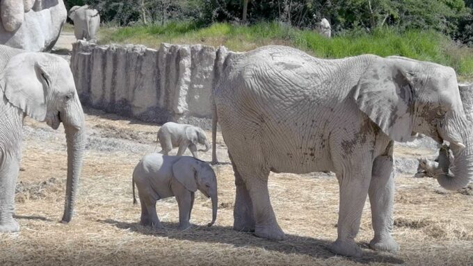 Africam Safari Conservation Park - Park Highlights and Attractions