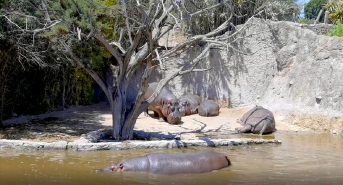 Africam Safari Conservation Park - Frequently Asked Questions