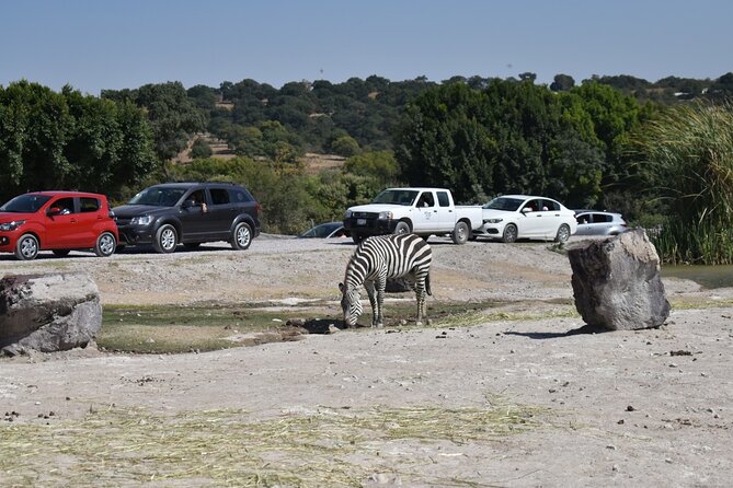 Africam Safari Experience (Private Tour) - Health and Safety Protocols