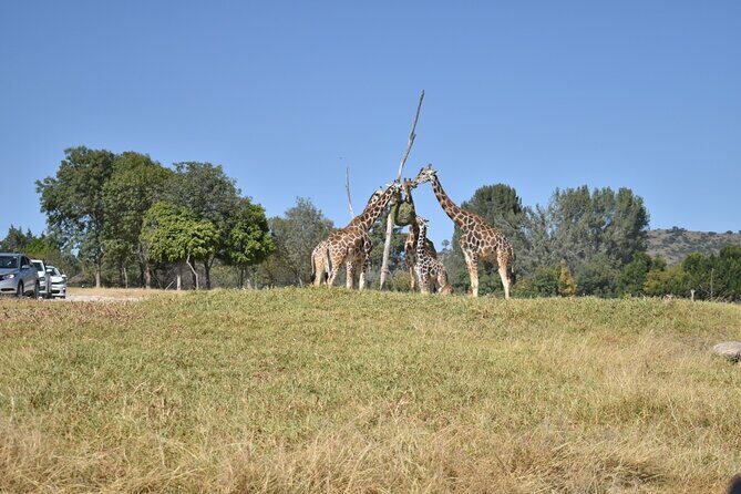 Africam safari (private tour) - Key Points