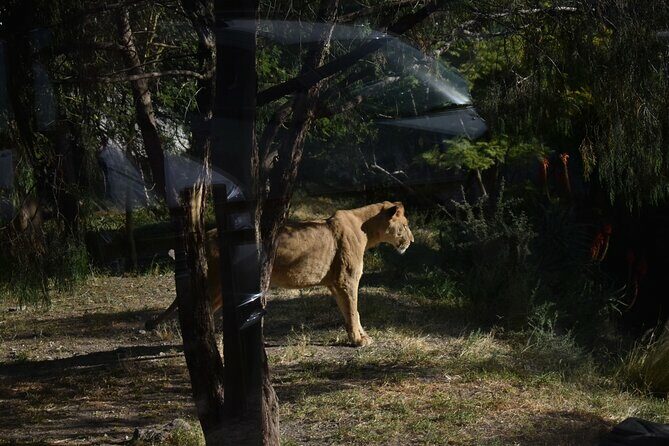 Africam safari (private tour) - Why This Tour Works Well