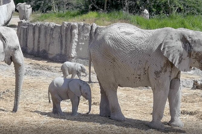 Africam Safari Zoo Admission With Transportation - Cancellation and Refund Policy