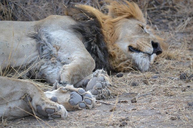 African Safari in Pilanesberg National Park - 1 Day Adventure - Overview and Location