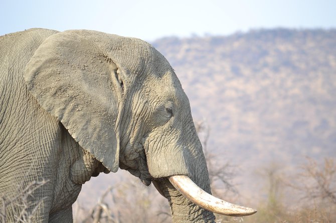 African Safari in Pilanesberg National Park - 1 Day Adventure - Meeting and Pickup Information