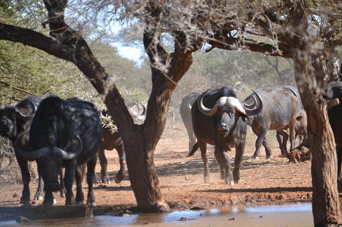 African Safari in Pilanesberg National Park - 1 Day Adventure - Binoculars Available