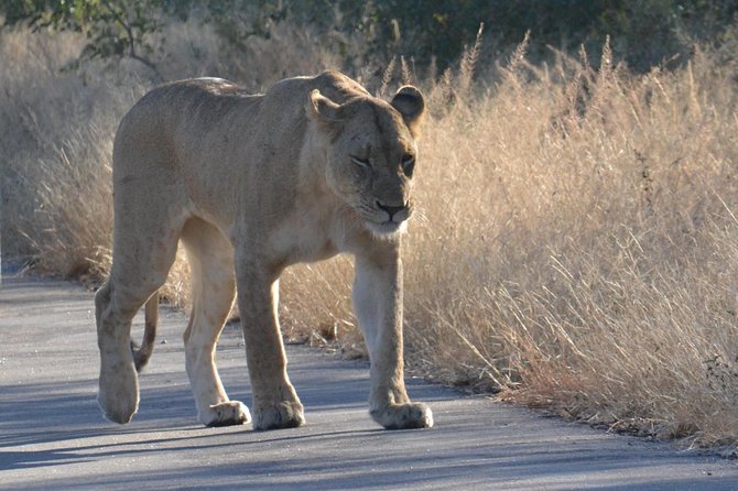 African Safari in Pilanesberg National Park - 1 Day Adventure - Lunch Included