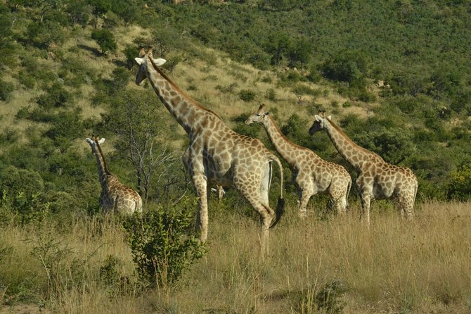 African Safari in Pilanesberg National Park - 1 Day Adventure - Pricing and Reviews