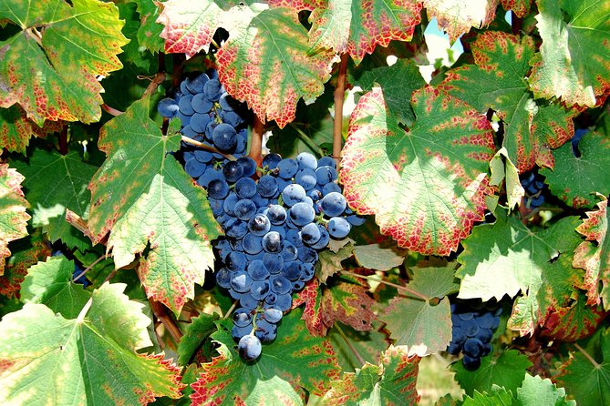 African Story Wine Tours in the Cape Winelands - Additional Tour Information