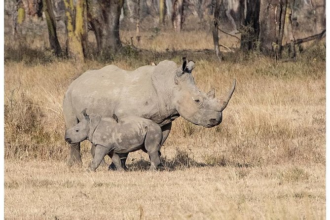 African Wildlife & Nature - 5 Kenya National Parks - 6 Day Jeep Safari - Accessibility and Travel Considerations