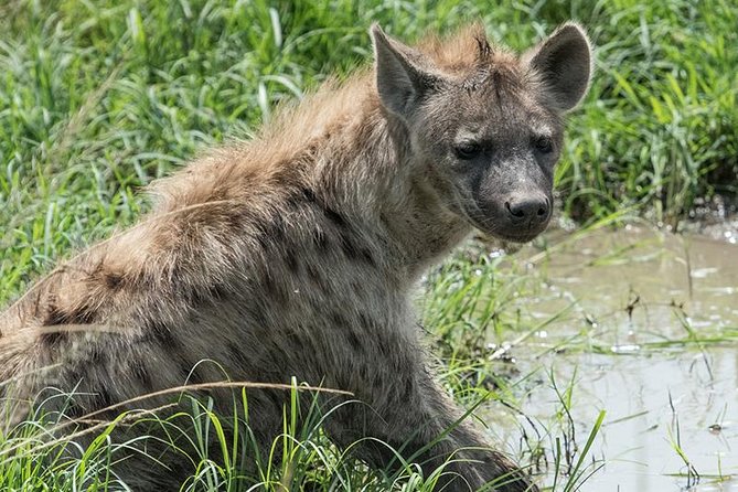 African Wildlife & Nature - 5 Kenya National Parks - 6 Day Jeep Safari - Additional Information