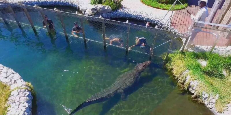 Afrikanos Restaurant and Crocodile Diving - Dining Experience