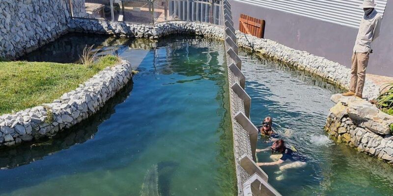 Afrikanos Restaurant and Crocodile Diving - Unique Blend of Experiences