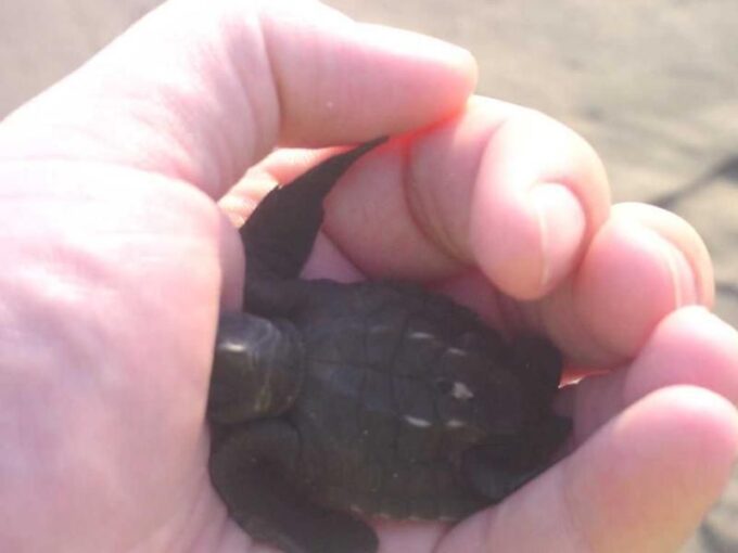 *Afro-Mex Village Horse Ride, Turtle Release Crocodile Farm - Recommendations