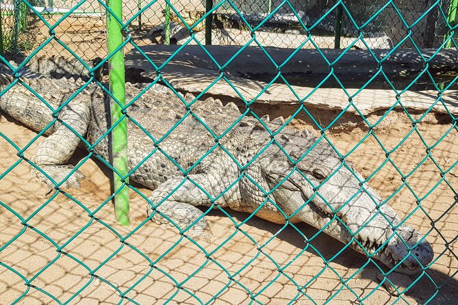AfroMex Village Beach Horseback Baby Turtle Release & Crocs Farm - Recommended for Travelers