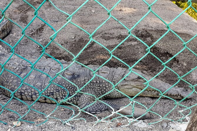 AfroMex Village Beach Horseback Ride -Crocs - Divers & City Tour - Frequently Asked Questions