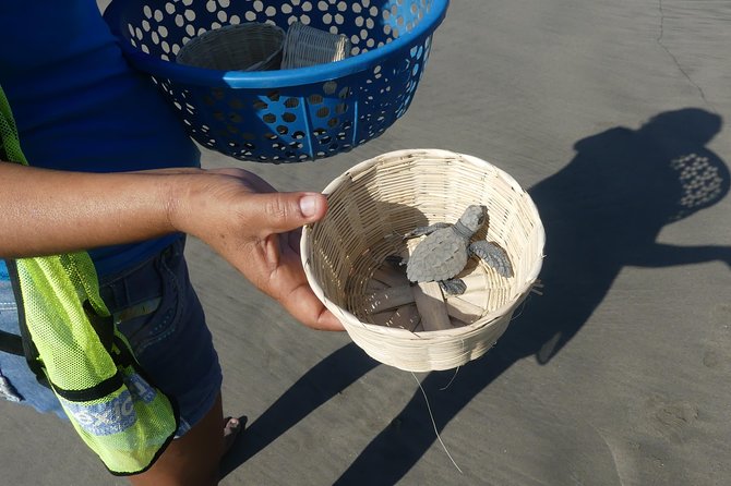 AfroMexican Village Experience-Horseback Ride-Turtle Hatch &Crocs - Logistics and Inclusions