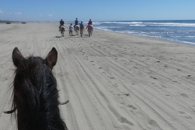 AfroMexican Village Experience-Horseback Ride-Turtle Hatch &Crocs - Reviews and Feedback