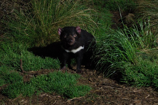 After Dark Tasmanian Devil Feeding Tour at Cradle Mountain - Meeting and Pickup Details