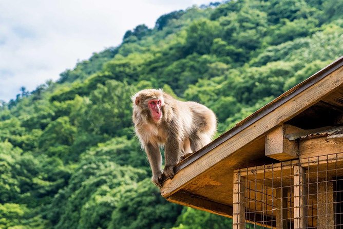 Afternoon Arashiyama Bamboo Forest & Monkey Park Bike Tour - Included in the Tour
