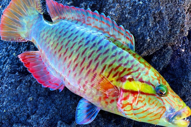 Afternoon Beach Fishing Trip in Hawaii - Safety and Guidance Issues