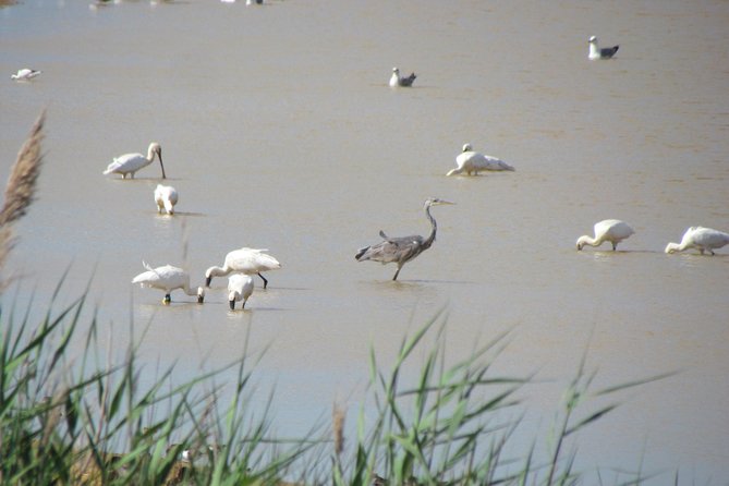 Afternoon Birdwatching at Lagoa Dos Salgados - Activity Overview