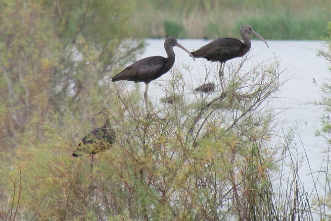 Afternoon Birdwatching at Lagoa Dos Salgados - Booking Information